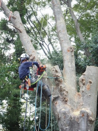 ロープワークによる特殊伐採 ｜株式会社湘南グリーンサービス│神奈川県│藤沢市│ガーデニング│造園│大規模緑化工事､集合住宅・個人住宅の庭園および外構の設計・施工・管理│樹木診断および治療